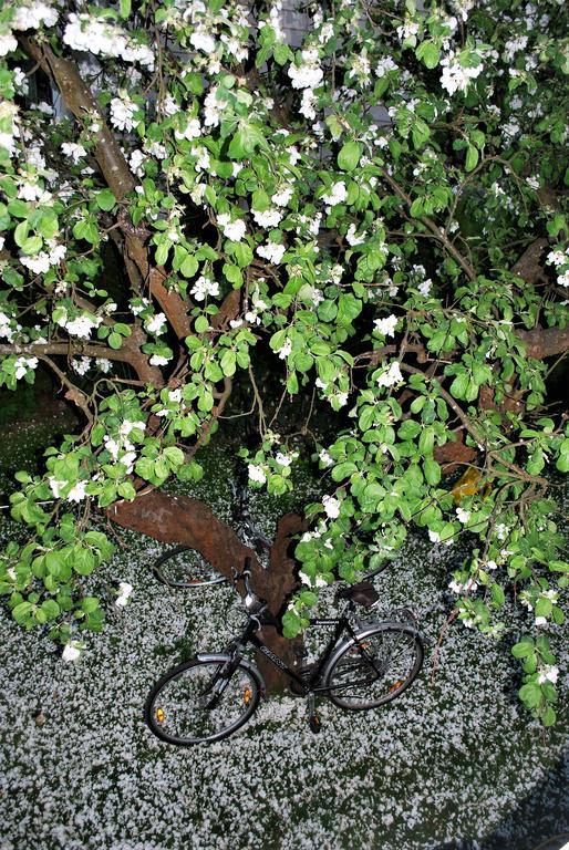 Vila Joana パランガ エクステリア 写真